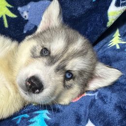 AKC Oliver - Gray and white male Siberian Husky puppy in Centreville, Maryland from Huskies By the Bay