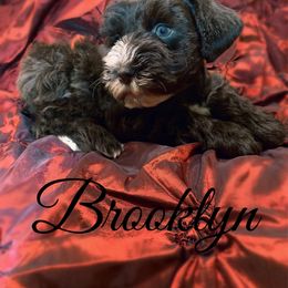 Brooklyn - Liver female Miniature Schnauzer puppy in Kentucky from Mrs Bs Teeny Schnauzers & Doodles