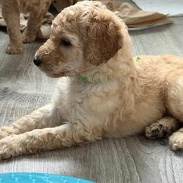 Poodle Puppies from Solstice Standards