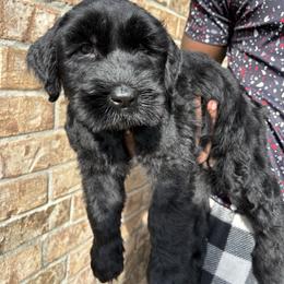 Max - Black female Giant Schnauzer puppy in Houston, Texas from Elevated Pearl Giants