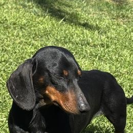 Jessie - Dachshund