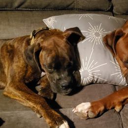 Boxers from Charleen's Boxers