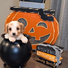 Red- Autumn - female Cavapoochon puppy in Kountze, Texas from CaviCajun Kennels
