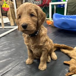 Attina - Red  female Goldendoodle puppy in Chino Valley, Arizona from Whiskey Row Royals