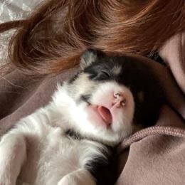 Pembroke Welsh Corgi Puppies from Sully's Corgis