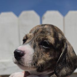 Charlotte - Cream female Dachshund puppy in El Paso, Texas from Mells Weenies