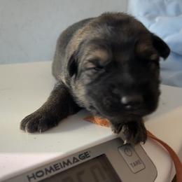 Willa - Sable female German Shepherd puppy in Winterport, Maine from Vom Stevens Old Fashioned German Shepherds