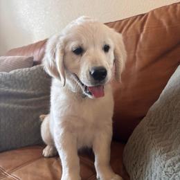 Light blue boy 3500.00 - Light golden male Golden Retriever puppy in Pahrump, Nevada from Southern Nevada Goldens