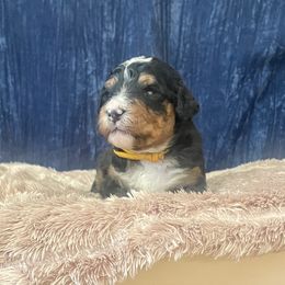 Bernedoodle Puppies from NorCal Doodle or Two