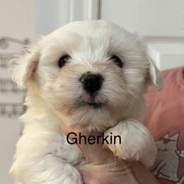 Gherkin - White female Coton de Tulear puppy in Sun Prairie, Wisconsin from Firebird Show Dogs