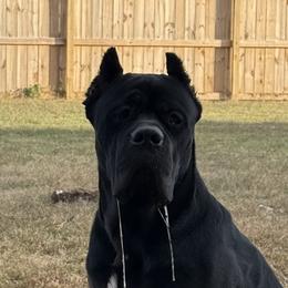 Cane Corso from Kero corsos