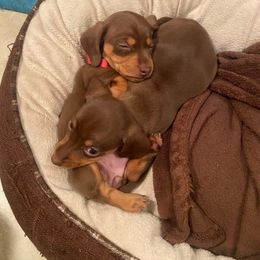 Dachshund Puppies from SouthernMama Doxies