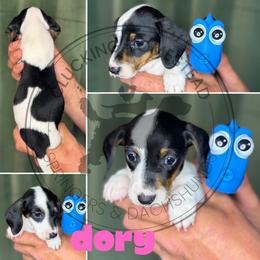 Dory - Piebald female Dachshund puppy in Fond Du Lac, Wisconsin from Clucking Homestead Springers & Dachshunds