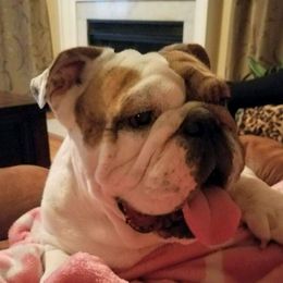 Louis - Bulldog