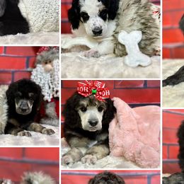 Poodles from Smart Azz Poodles