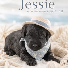 Jessie - Black male Goldendoodle puppy in Aurora, Illinois from Chicago Goldendoodles