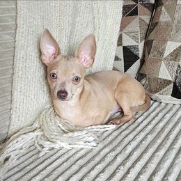 Finn - Fawn male Chihuahua puppy in Lake Placid, Florida from Heartland Chihuahua