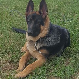 German Shepherd Puppies from Dawnhill