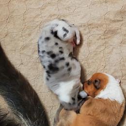 Blue Smooth - Blue merle white and tan male Collie puppy in Dickson, Tennessee from Ceilidh Collies