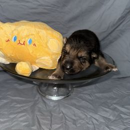 Cheddar - Black and tan male German Shepherd puppy in Magnolia, Texas from K & Q Shepherds