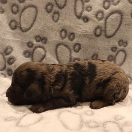 Rebel Wilson - Blue merle female Aussiedoodle puppy in Payson, Utah from Country Sky Doodles