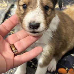 Pink - White and sable female Shetland Sheepdog puppy in Fontanelle, Iowa from Jensen Farms Shelties