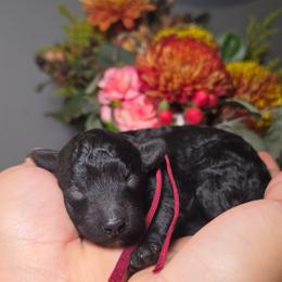Ember (Red Collar) - Black female Poodle puppy in Plainfield, New Jersey from Caris Paws Poodles and Labradoodles