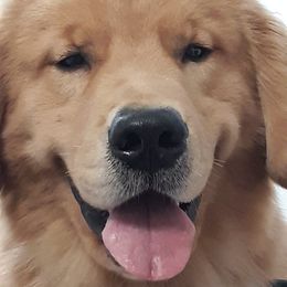 AJ - Golden Retriever
