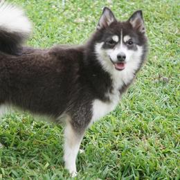 Pomsky, Shetland Sheepdog, and Toy Shetland Sheepdog Puppies from Mountain High Kennels