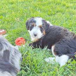 Girl 2 - Black and white female Aussiedoodle puppy in Fredonia, Pennsylvania from Drew’s Aussies & Doodles