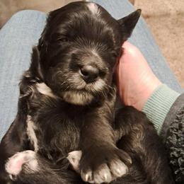 Boy 2 - male Golden Mountain Doodle puppy in Northumberland, Pennsylvania from Light and Life Doodles