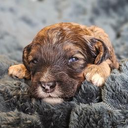Brooks - Sable male Goldendoodle puppy in Pittsburg, Texas from Grace Springs Goldendoodles