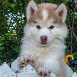 Aspen - Red and white male Siberian Husky puppy in Tulsa, Oklahoma from EvergreenEliteKennel