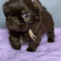 Venus - Chocolate female Shih Tzu puppy in Ocala, Florida from Mimi's Shih-tzus of Ocala