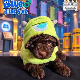 Blue - Brown male Shihpoo puppy in Rockledge, Florida from Bellady's Shihpoos