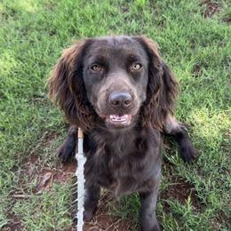 Maverick - Boykin Spaniel