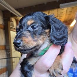 Lizbeth's black and tan longhair boy runt - Black and tan male Dachshund puppy in Caldwell, Idaho from Dozendachs