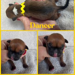 Dancer - Red female American Staffordshire Terrier puppy in Marietta, Georgia from Ambition Amstaffs