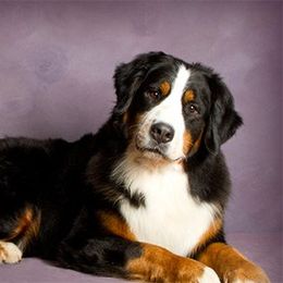 Alani - Bernese Mountain Dog