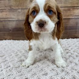 Mousse - White male Companion Cross puppy in Beresford, South Dakota from DAKOTA DOOD RANCH