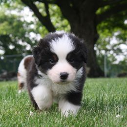 Australian Shepherd Puppies from Fallfire Farm