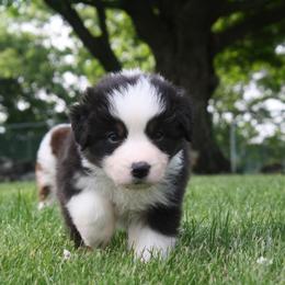 Australian Shepherd Puppies from Fallfire Farm