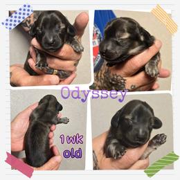 Odyssey - Black and tan female Dachshund puppy in New Caney, Texas from BouncinMiniWeenies