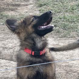 German Shepherd puppies from Bouchard’s Best Shepherds