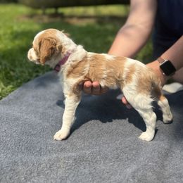 Brittany Puppies from Rocking L Farms