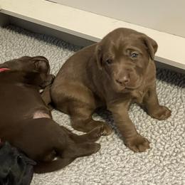 Labrador Retriever Puppies from Crout Kennels