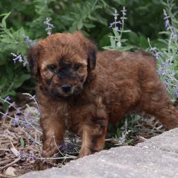 Paris - Wheaten male Whoodle puppy in West Bend, Iowa from Blue Skies Terriers