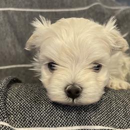 Chi - White male Morkie puppy in Taylorsville, North Carolina from Mountain Top Hot Tailz