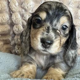 Boy 1 - Dapple male Dachshund puppy in Fieldbrook, California from Honeydox Miniature Dachshunds