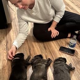 German Shepherd Puppies from Devon Rugerio's German Shepherds